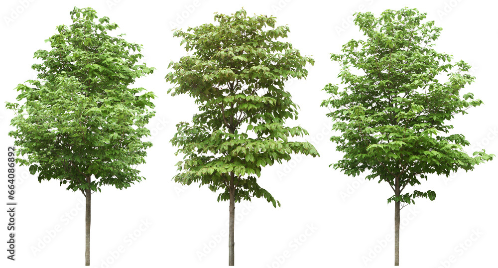 Cutout jungle green trees on transparent backgrounds png - obrazy, fototapety, plakaty 