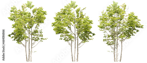 Cutting trees shapes on transparent backgrounds png