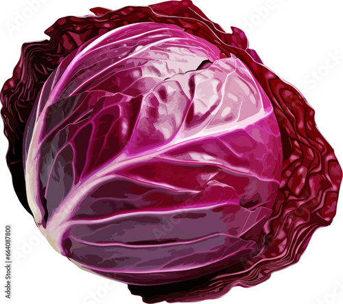 Red cabbage clip art