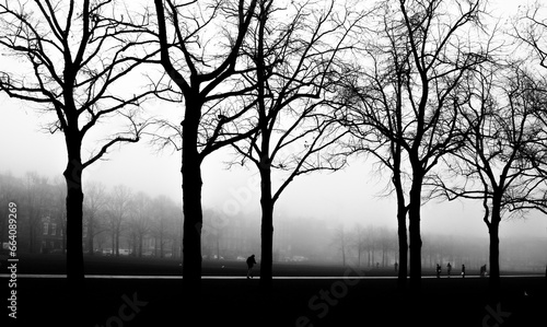 trees in fog © Omer