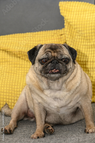 old cute pug home filming 5