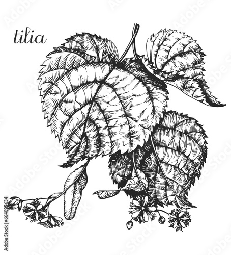 Linden, tilia, tilia platyphyllos, linden branch, blooming linden, linden flower, linden leaf, linden monochrome, linden branch monochrome, black and white linden drawing