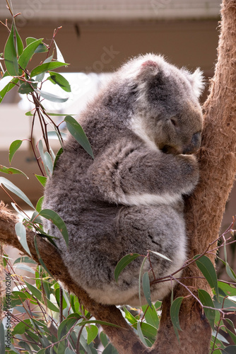 Fototapeta Naklejka Na Ścianę i Meble -  the Koala has a large round head, big furry ears and big black nose. Their fur is usually grey-brown in color with white fur on the chest, inner arms, ears and bottom