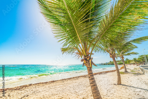 Palm trees and sandy shore in Raisins Clairs beach in Guadeloupe