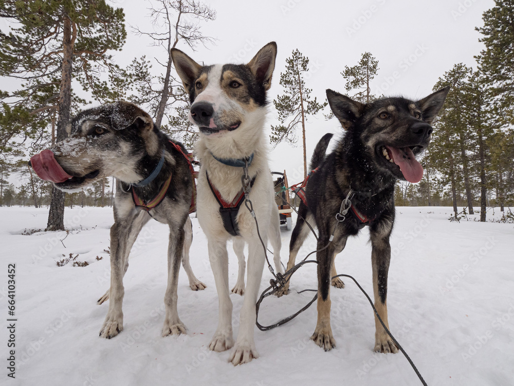 Dogs resting from dog sledding in a finnish forest Dogs resting from dog sledding in a finnish forest