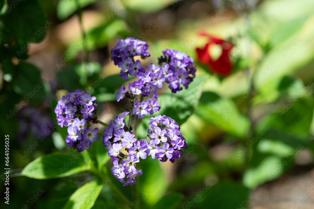 Heliotrope (heliotropium arborescens) flowers in bloom Heliotrope (heliotropium arborescens) flowers in bloom