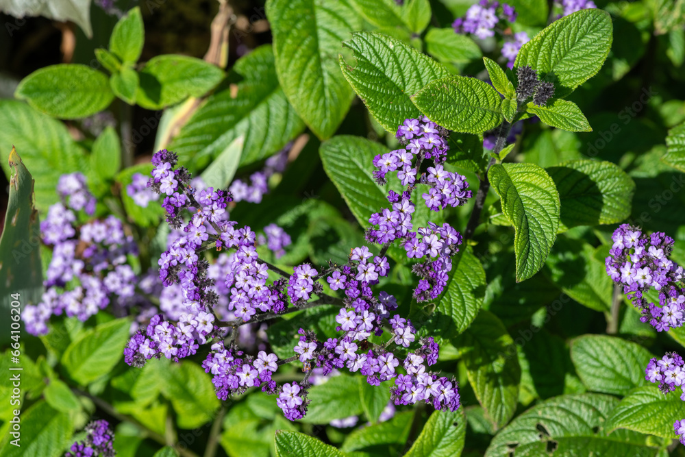 Heliotrope (heliotropium arborescens) flowers in bloom Heliotrope (heliotropium arborescens) flowers in bloom