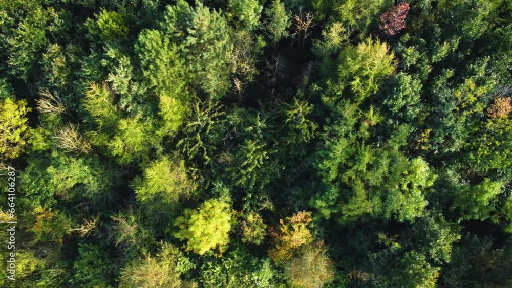 Aerial view, forest trees, woodland, deciduous temperate fog, lowland, Britain, UK, England, sunset Sunrise. Aerial view, forest trees, woodland, deciduous temperate fog, lowland, Britain, UK, England, sunset Sunrise.