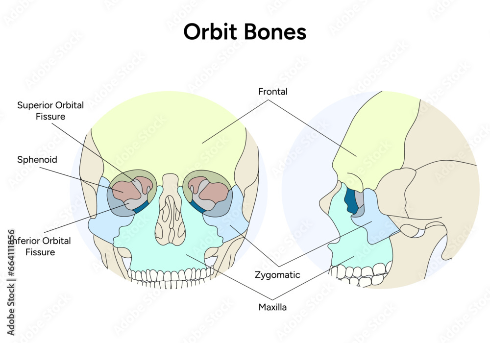 Fototapeta premium Human skull illustration Orbit bones in vector