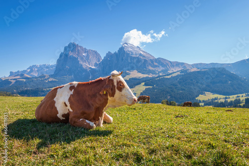 Cow lying infront of iconic panorama of Sassolungo - Langkofel mountain group in autumn at Seiser Alm Alpe di Siusi, Dolomites, South Tyrol, Italy