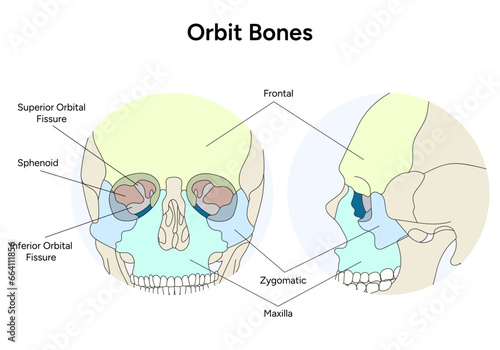 Human skull illustration Orbit bones in vector