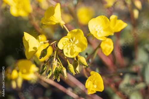 Manylobe primrose Chylismia multijuga, yellow wildflowers photo