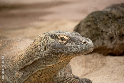 Komodo dragons are large lizards with long tails  strong and agile necks  and sturdy limbs.  Adults are an almost-uniform stone color with distinct  large scales.