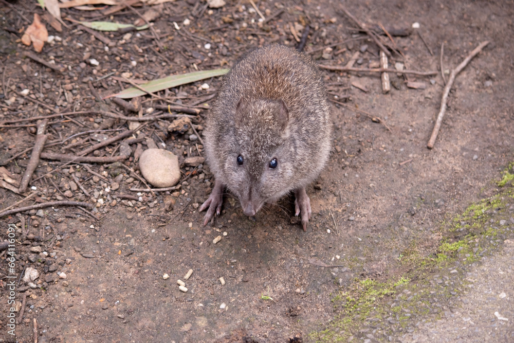The Long-nosed Potoroo have a brown to grey upper body and paler underbody. They have a long nose that tapers with a small patch of skin extending from the snout to the nose. The Long-nosed Potoroo have a brown to grey upper body and paler underbody. They have a long nose that tapers with a small patch of skin extending from the snout to the nose.
