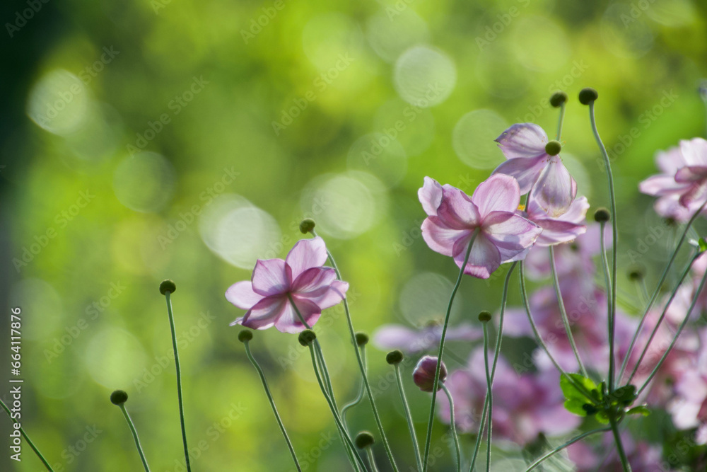 Anemone Anemone