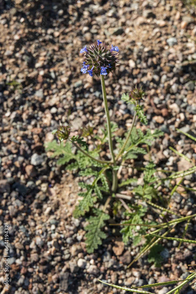 Desert chia, purple desert wildflowers
Desert chia, purple desert wildflowers