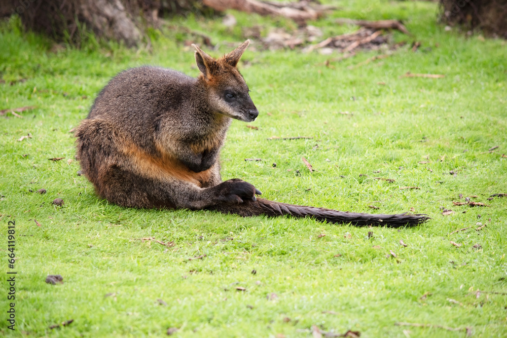 Naklejka premium the swamp wallaby has a brown and grey back with a grey face and a long tail. Its paws are black
