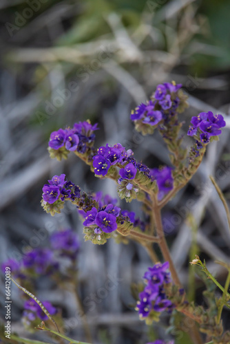 Notch-leaf scorpionweed, Phacelia Crenulata, purple wildflowers  photo