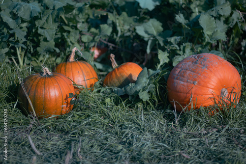 Pumpkins in a row on a grassy patch of a field