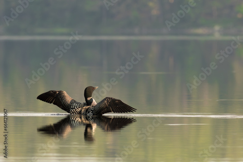 loon in the water wings opened reflection 3