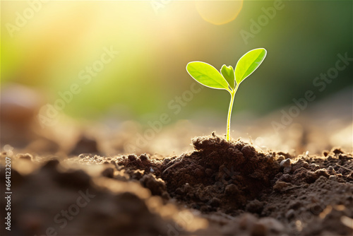 Young Plant Growing In Sunlight