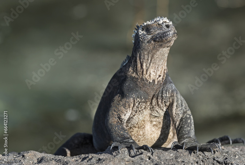 Galapagos Marine iguana basking in the sun. Proud and funny face expression. © Katrin