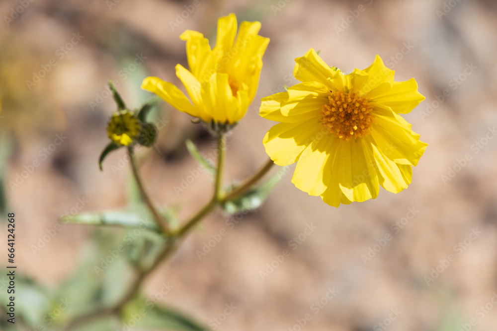 Desert Sunflower, wildflower
Desert Sunflower, wildflower