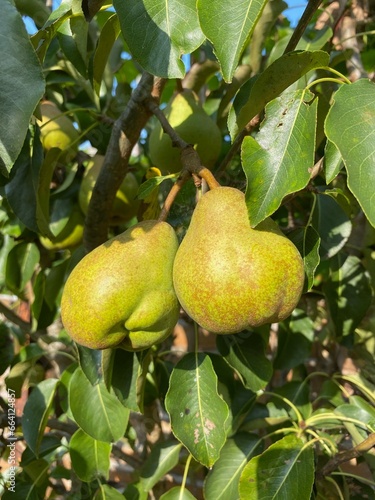 Pair of Pears 2021-09