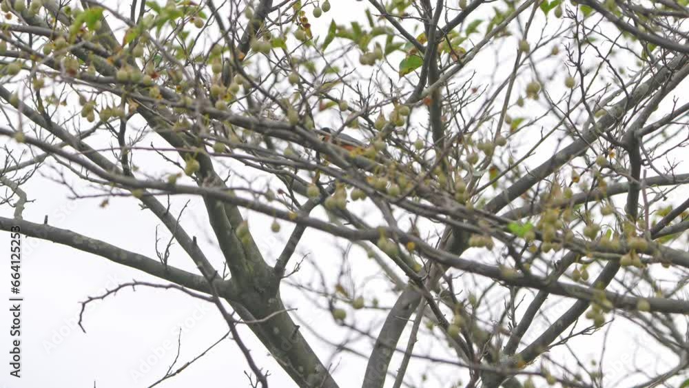 varied tit in a forest varied tit in a forest