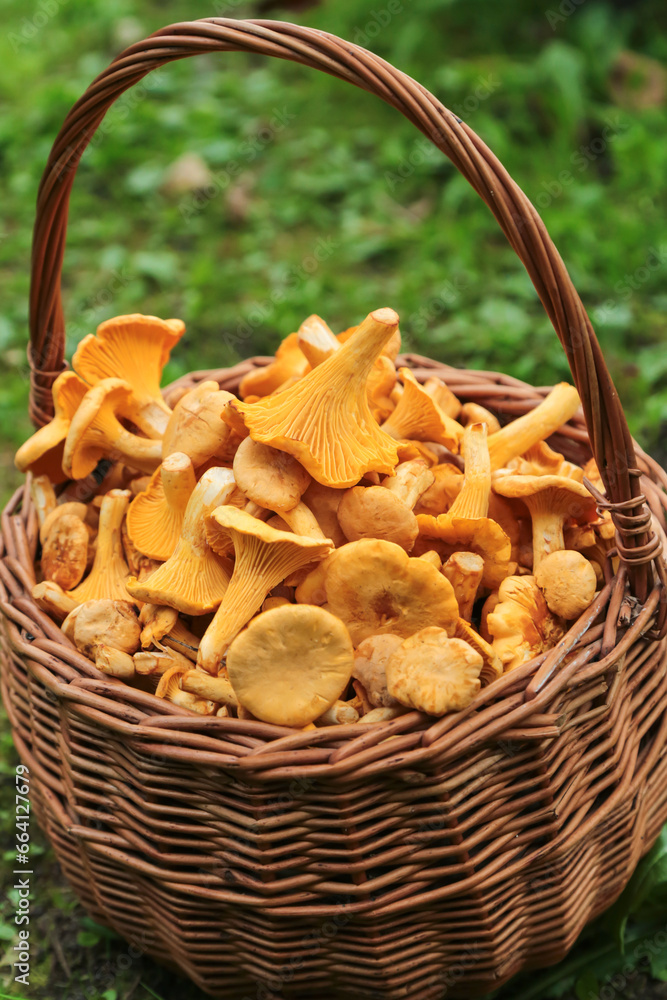 Mushrooms chanterelle harvest in wicker basket in sunlight close up, macro