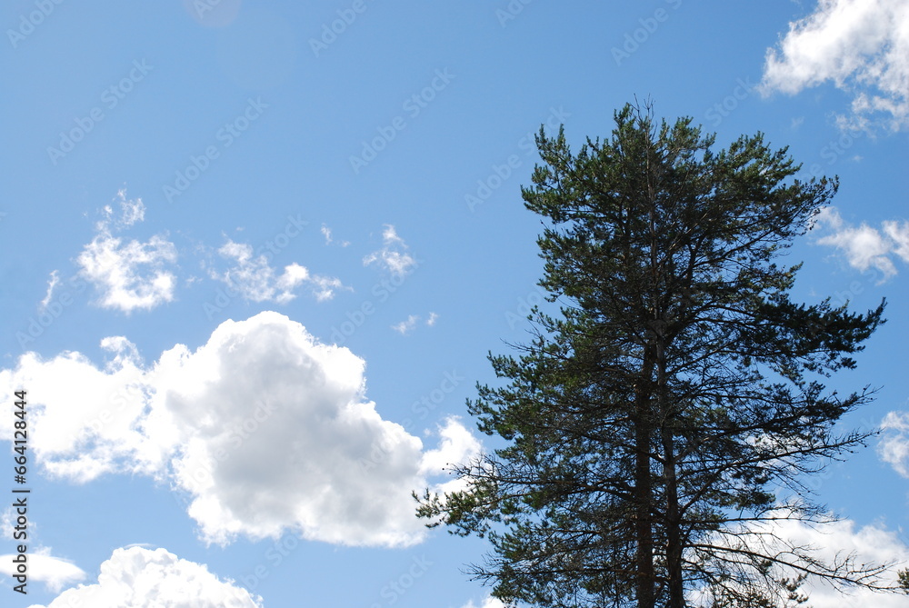 White fluffy clouds. In the light blue above the tops of tall trees in the sky, snow-white fluffy cumulus clouds slowly float. They are located at a low altitude and have different shapes and sizes. White fluffy clouds. In the light blue above the tops of tall trees in the sky, snow-white fluffy cumulus clouds slowly float. They are located at a low altitude and have different shapes and sizes.