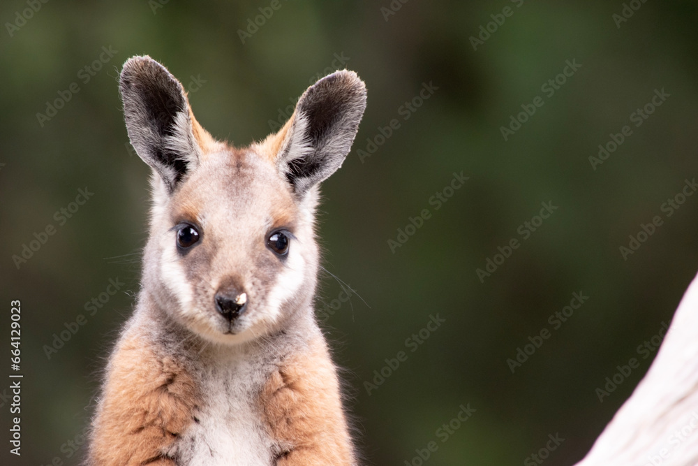 Fototapeta premium The Yellow-footed Rock-wallaby is brightly coloured with a white cheek stripe and orange ears. It is fawn-grey above with a white side-stripe, and a brown and white hip-stripe.