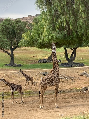 Sticker Giraffe Eating Leaves