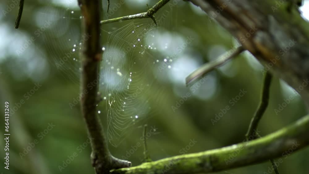 Spiderwebs on a tree and raindrops caught in it Spiderwebs on a tree and raindrops caught in it