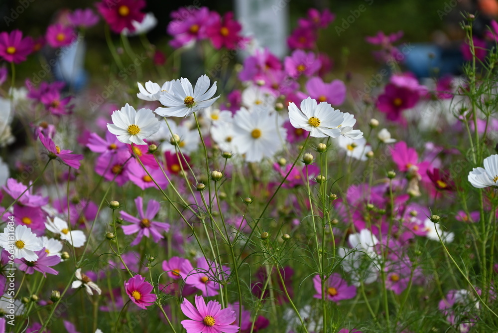 Cosmos flowers. Seasonal flower background material.  Asteraceae annual plants native to tropical America.