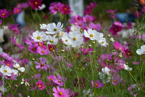 Cosmos flowers. Seasonal flower background material. Asteraceae annual plants native to tropical America.