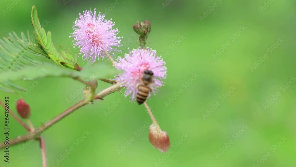 Bee is Flying on minosa pudica flower plant collecting pollen and nectar for wild pure honey