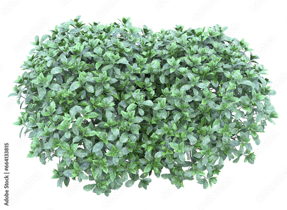 Obraz premium Various types of grass bushes shrub and small plants 