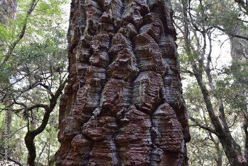 National Nahuelbuta Park in Chile. Ancient forest of Araucaria trees photo