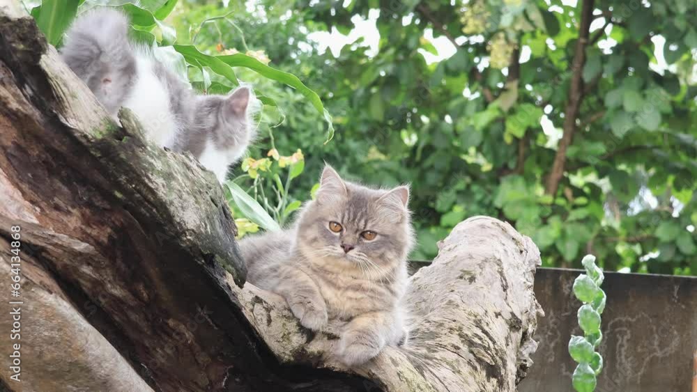 Cute kitten sitting on wood slow motion Cute kitten sitting on wood slow motion