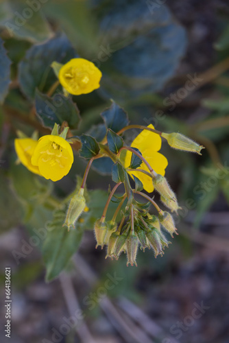 Manylobe primrose Chylismia multijuga, yellow wildflowers photo