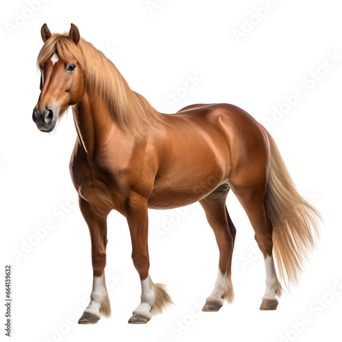 Horse  welsh pony  standing isolated on white background cutout