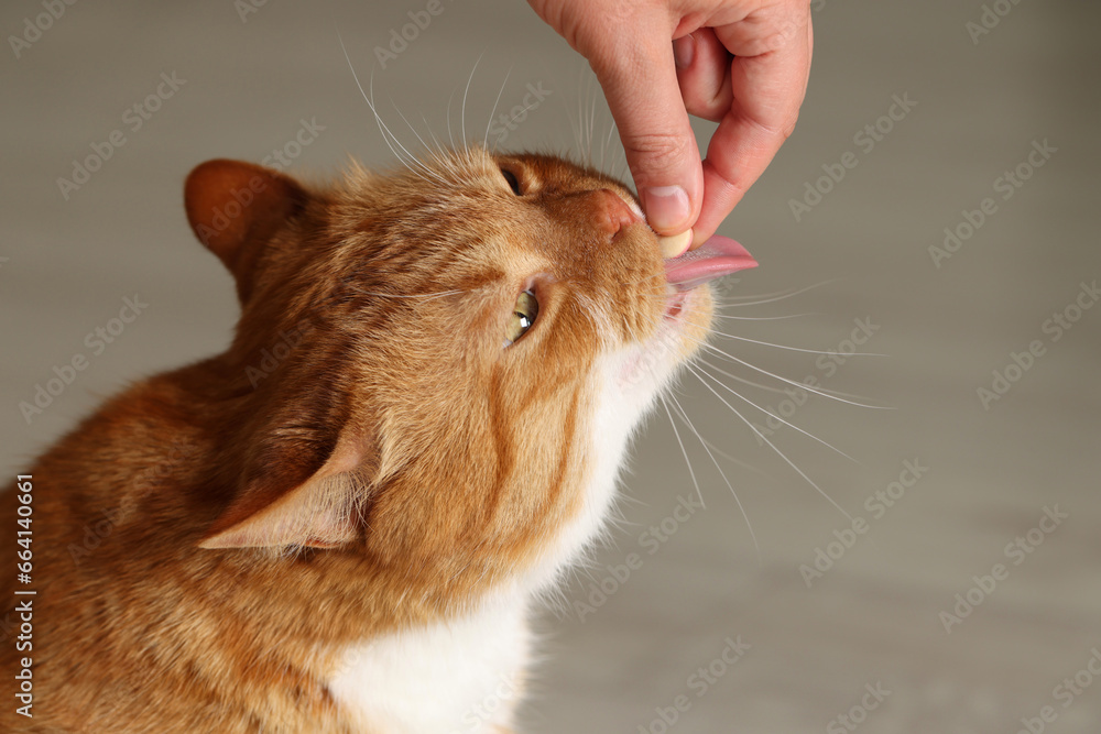 Fotografie Woman giving vitamin pill to cute cat indoors, closeup