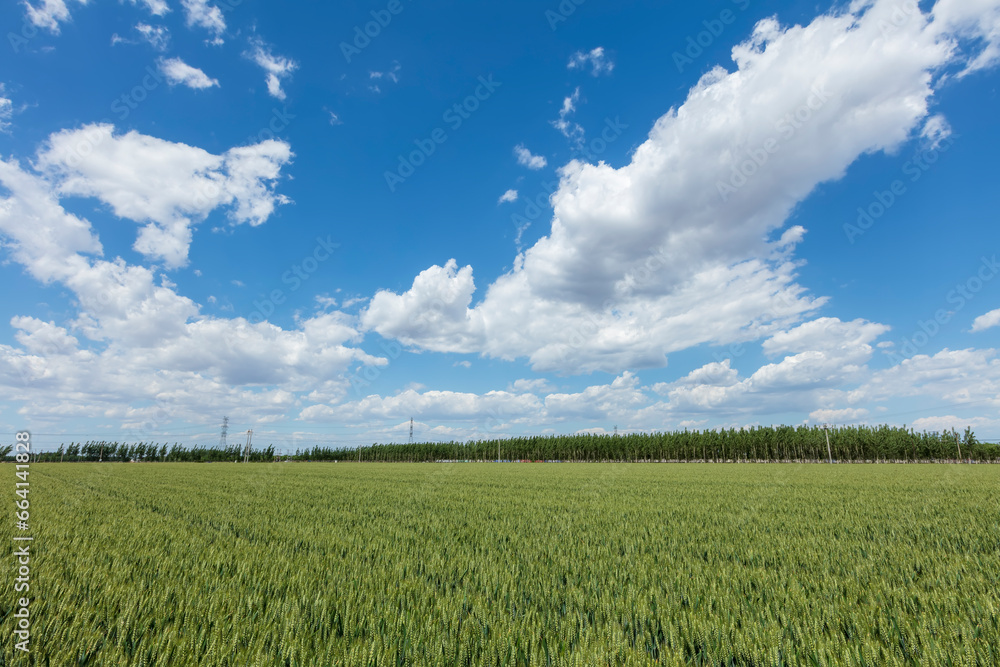 Wheat is growing in the field ,The wheat fields are under the blue sky and white clouds Wheat is growing in the field ,The wheat fields are under the blue sky and white clouds