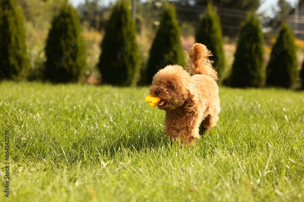 Cute Maltipoo dog with toy on green lawn outdoors, space for text