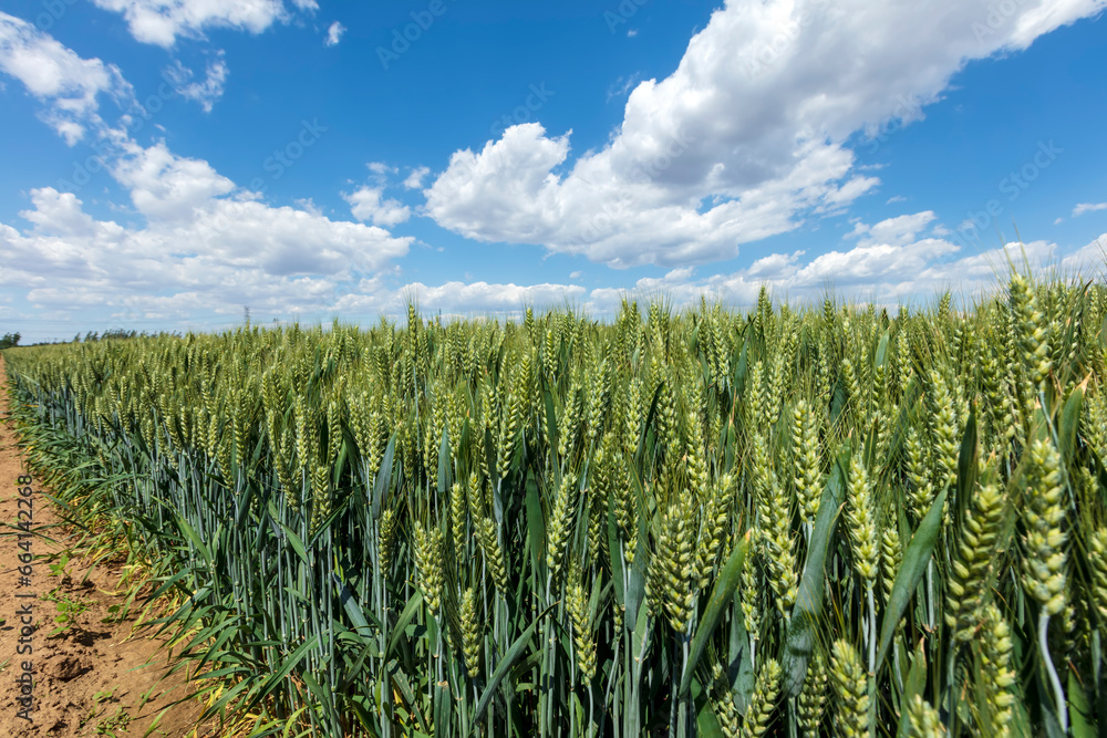 Wheat is growing in the field ,The wheat fields are under the blue sky and white clouds Wheat is growing in the field ,The wheat fields are under the blue sky and white clouds
