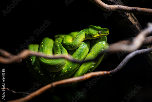 Green python snake on a branch.