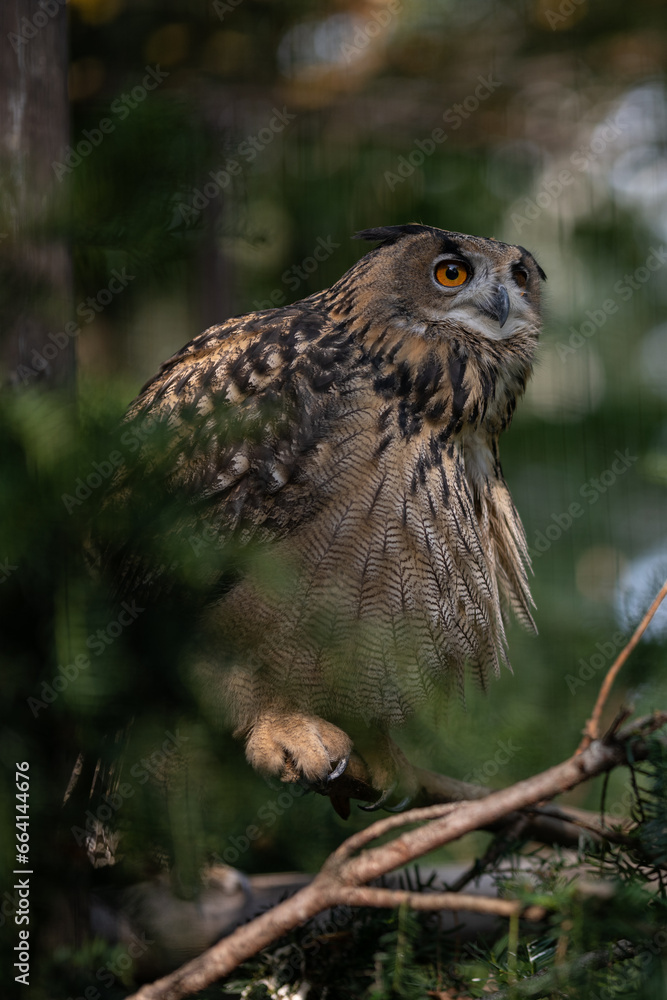 Great horned owl on a branch.