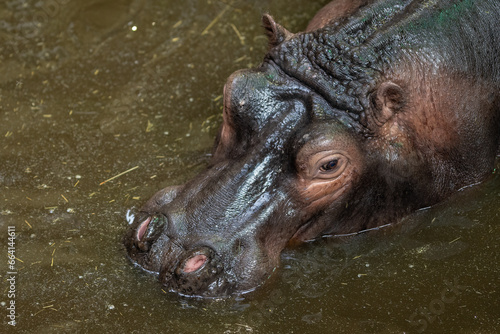 Top view of a hippopotamus in the water and its head.