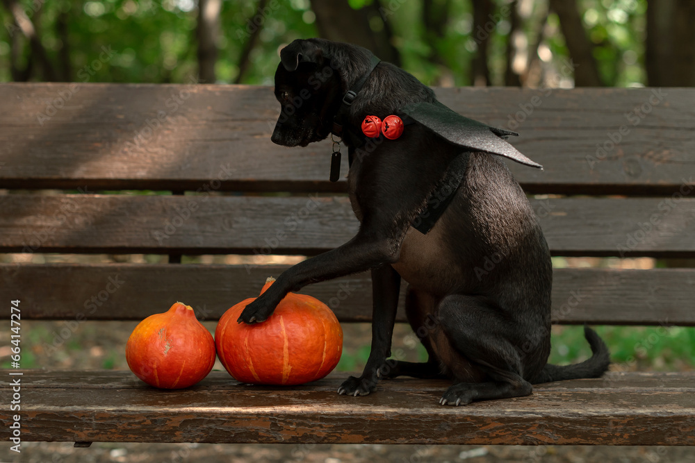 halloween black small dog with bat wings and pumpkins on the wooden background